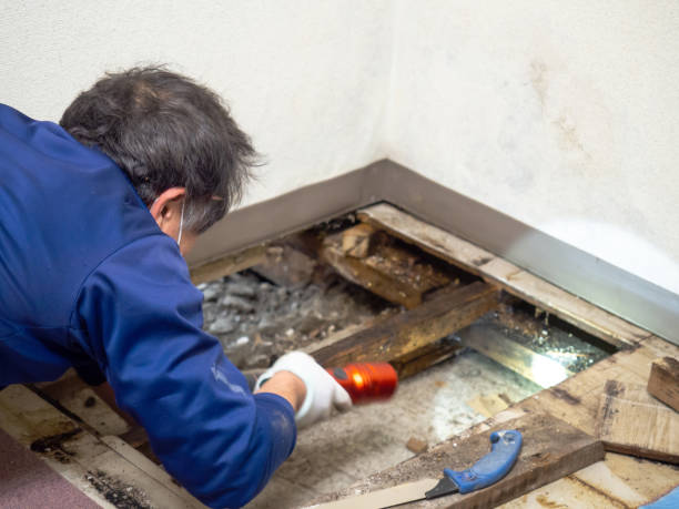 Best Certified Mold Removal  in Macedonia, OH