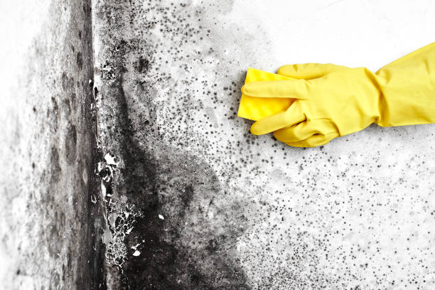 Best Mold Removal Process  in Macedonia, OH