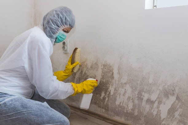 Best Mold Damage Repair  in Macedonia, OH