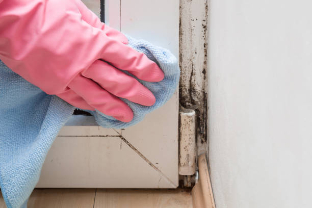 Attic Mold Removal in Macedonia, OH