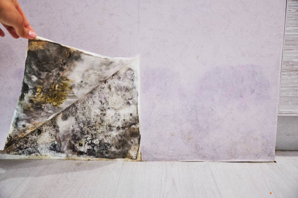 Best Local Mold Removal Service  in Macedonia, OH